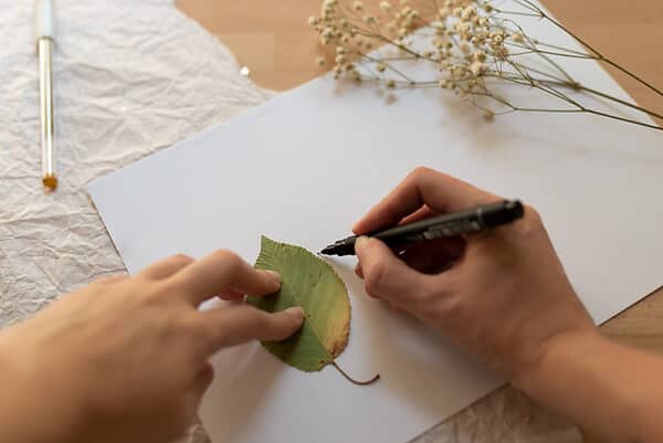tracing leaves on the paper