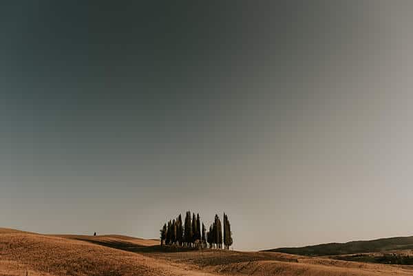 trees on a hill