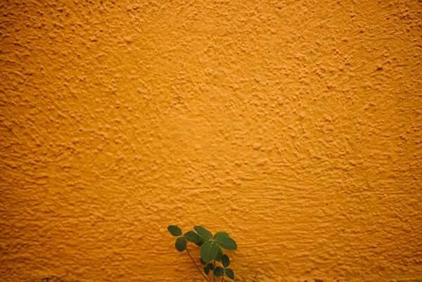 small green plant in front of a yellow wall