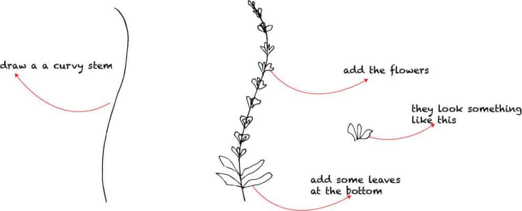 how to draw lavender step by step