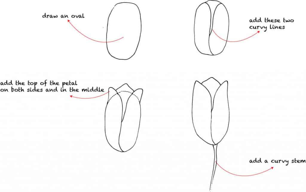 how to draw a tulip step by step