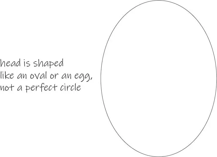 face proportions head shape