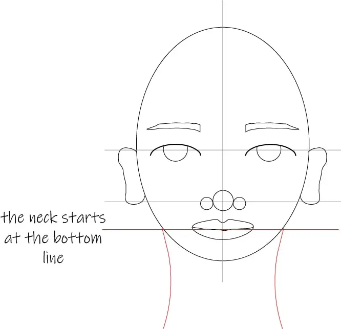 face proportions neck placement