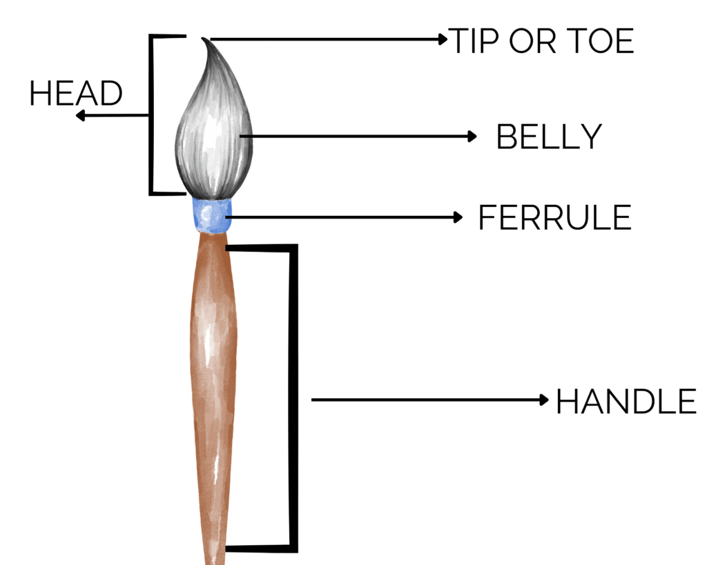 anatomy of a brush