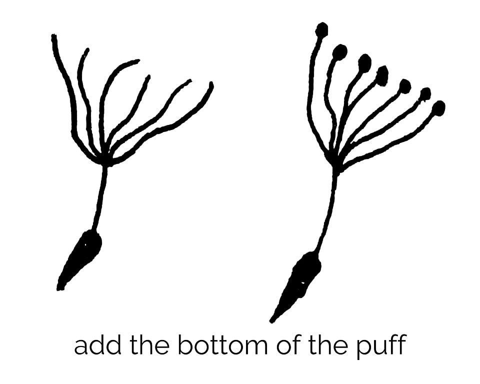 dandelion puff bottom