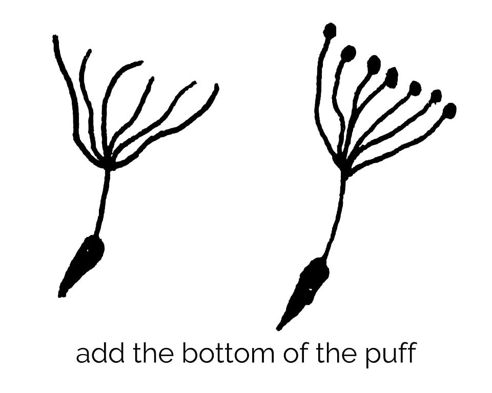 how to draw a dandelion puff