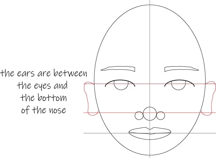 illustration of a head proportions of the Face